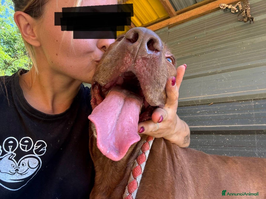 Shar Pei cani in regalo: AFRODITE, bellissima mix PIT - SHARPEI! - Annuncio 9