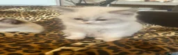 Ragdoll gatti in vendita: Cucciole ragdoll dolcissime  - Annuncio 5