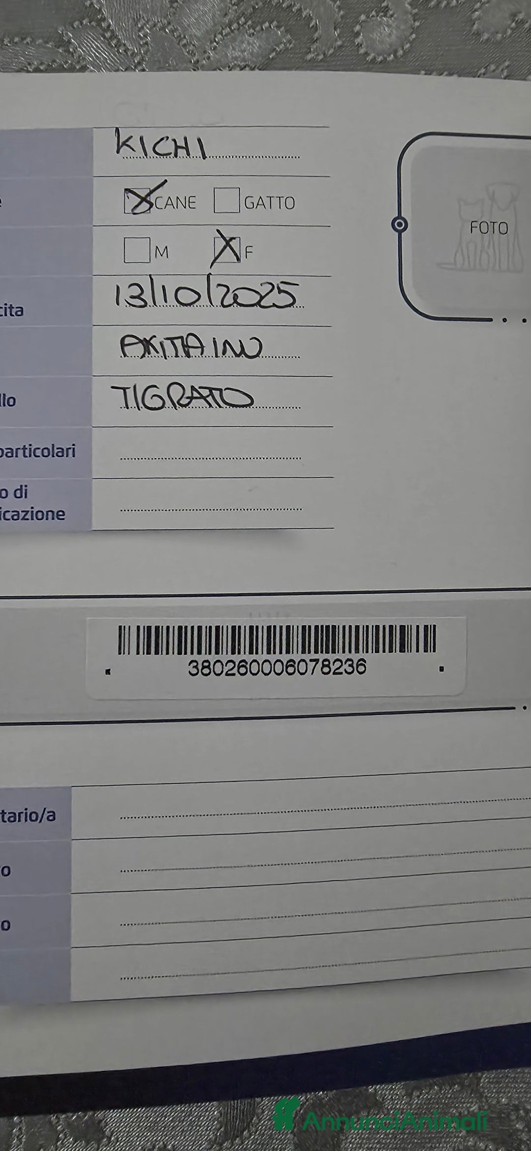 Akita Inu cani in vendita: Vendesi cuccioli Akita Inu ALTA GENEALOGIA  - Annuncio 14