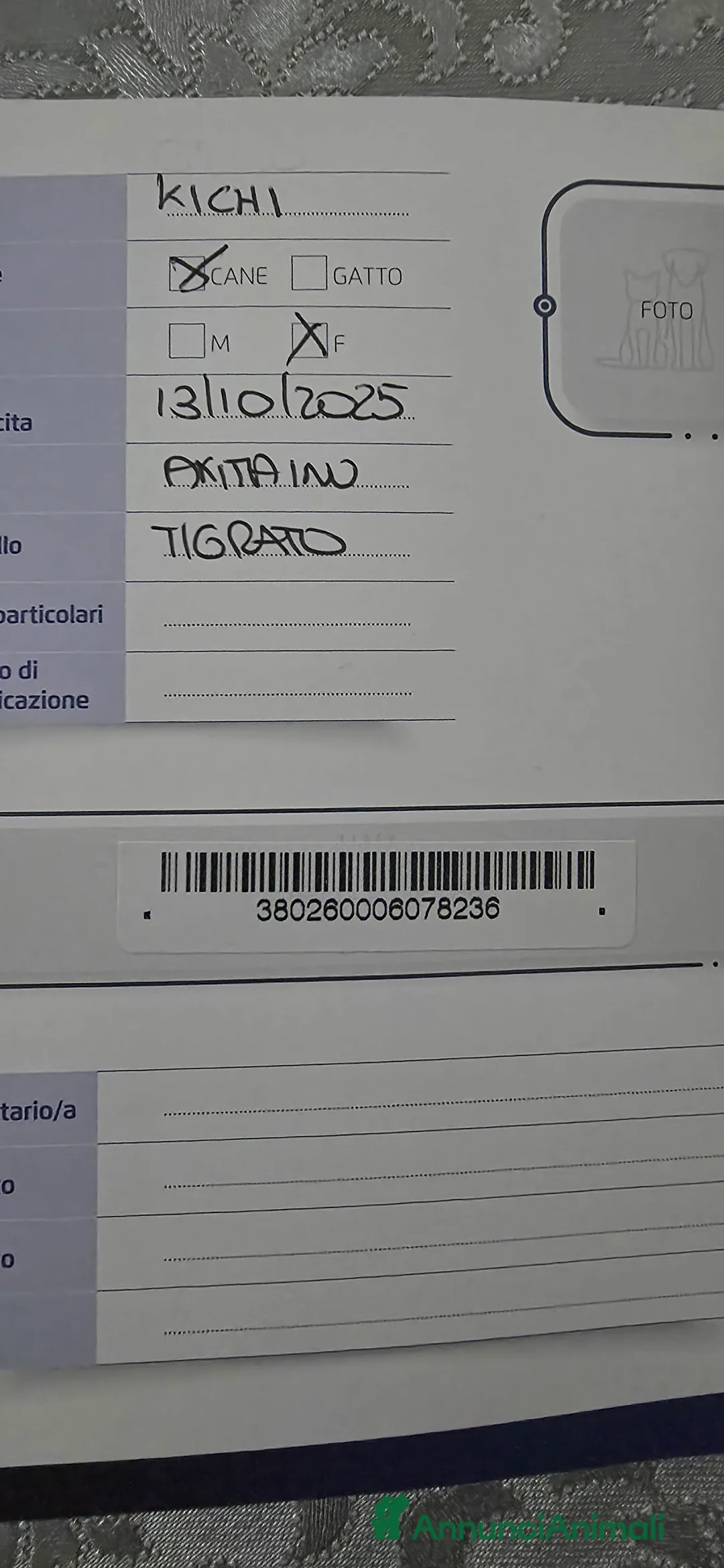 Akita Inu cani in vendita: Vendesi cuccioli Akita Inu ALTA GENEALOGIA  - Annuncio 14