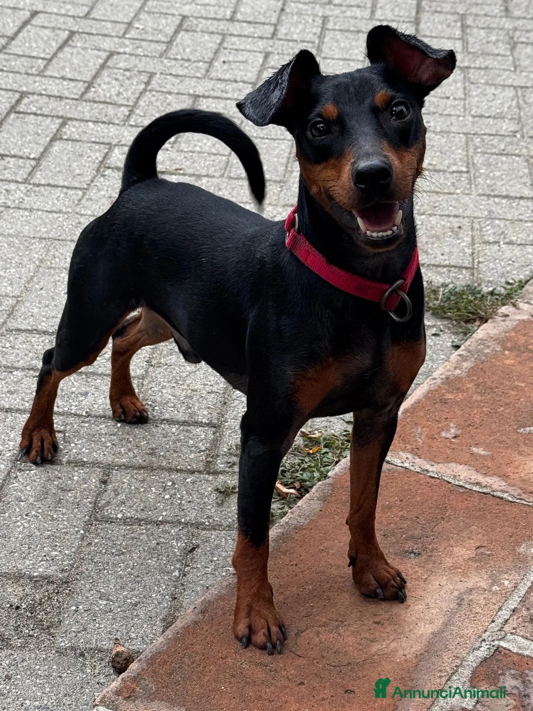 Pinscher Miniatura cani in regalo: Pinscher nano in affido - Annuncio 4