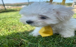 Maltese cani in vendita: Maltese toy a Città metropolitana di Roma Capitale - Immagine 3