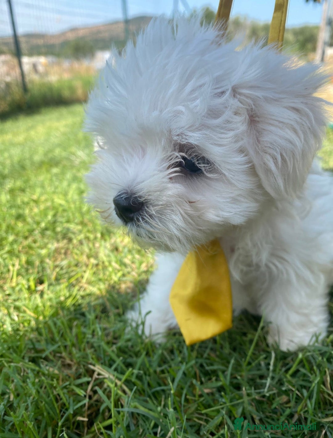Maltese cani in vendita: Maltese toy a Città metropolitana di Roma Capitale - Immagine 3