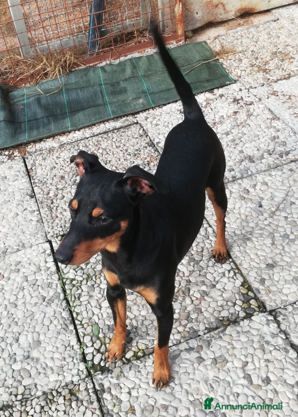 Pinscher Miniatura cani Regalo Pincher , Zwergpinscher  - Annuncio 1