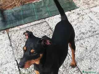 Pinscher Miniatura cani Regalo Pincher , Zwergpinscher - Annuncio 12