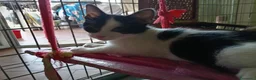 Europeo gatti in regalo: cuccioli gatto cercano casa❤️ - Annuncio 1