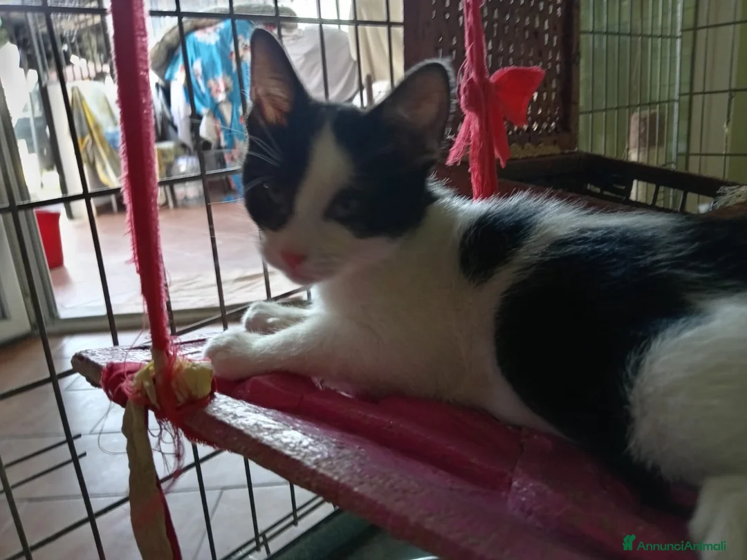 Europeo gatti in regalo: cuccioli gatto cercano casa❤️ - Annuncio 1