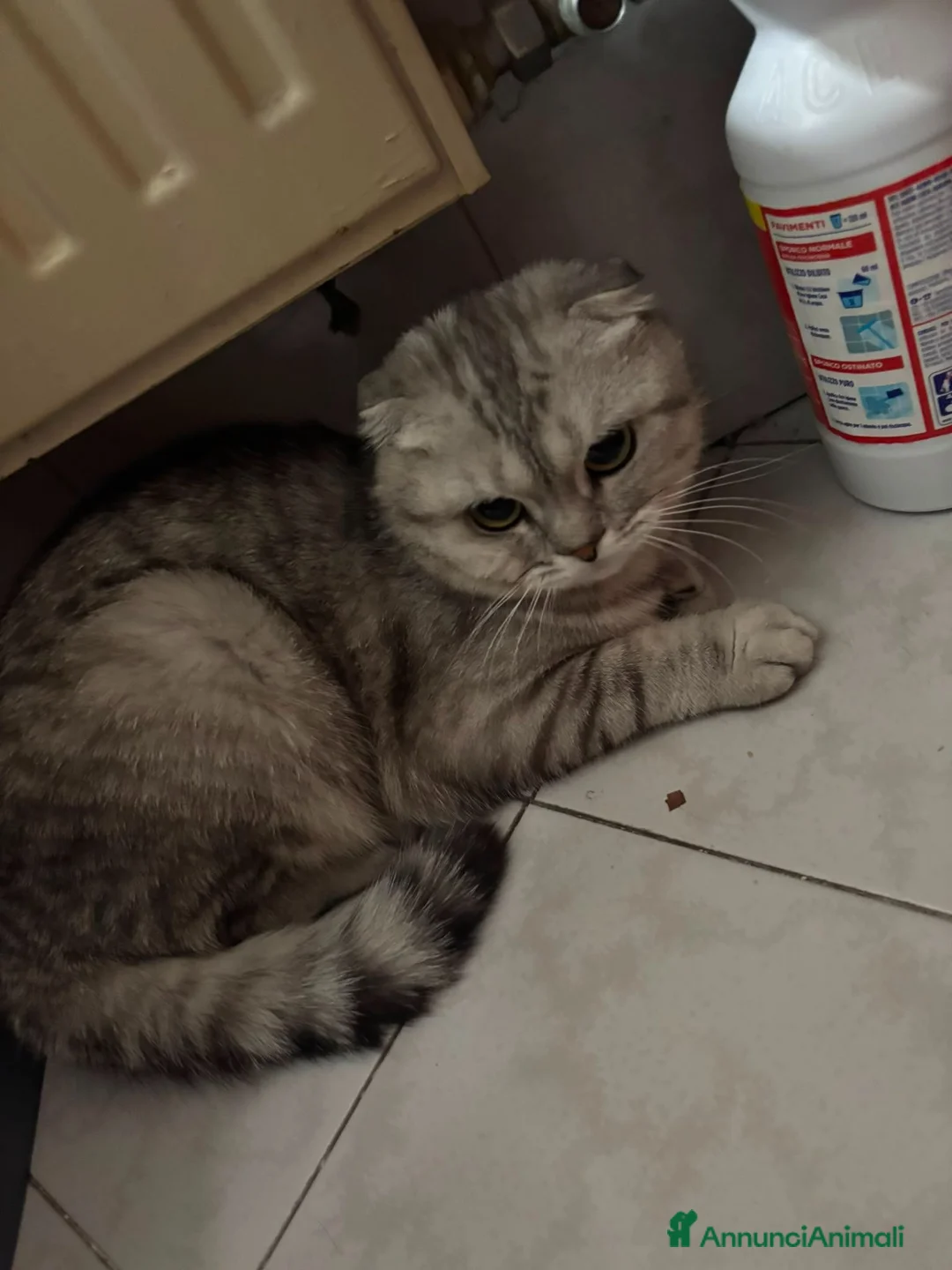 Scottish gatti in vendita: Gattino in vendita - Annuncio 7