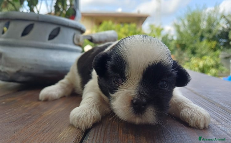 Shih Tzu cani - Annuncio 14