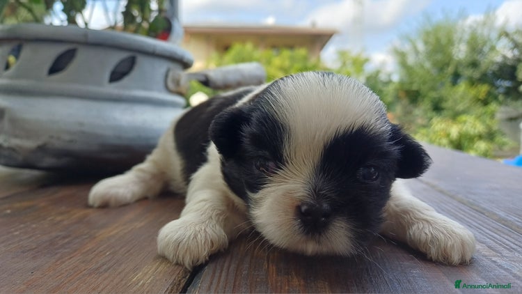 Shih Tzu cani - Annuncio 14