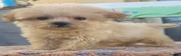 Maltese cani in vendita: Maltese  - Annuncio 4