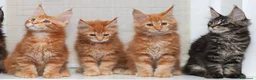 Maine Coon gatti in vendita: Cuccioli Maine coon con Pedigree  - Annuncio 3