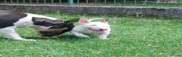 Bull Terrier cani in vendita: Cucciola di bull terrier standard - Annuncio 6