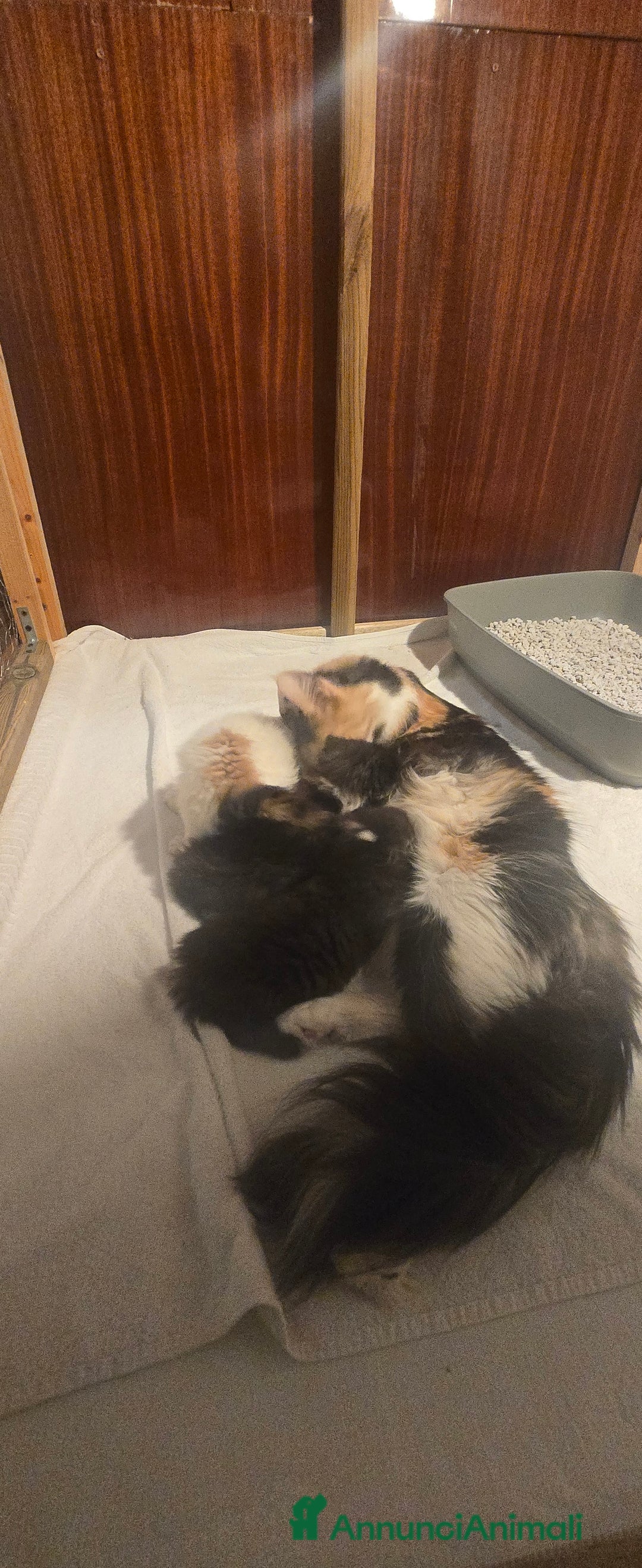 Maine Coon gatti in vendita: Maine coon maschietto Red pedigree Afef  - Annuncio 7