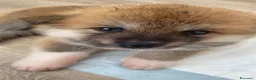 Akita Inu cani in vendita: cucccioli - Annuncio 2