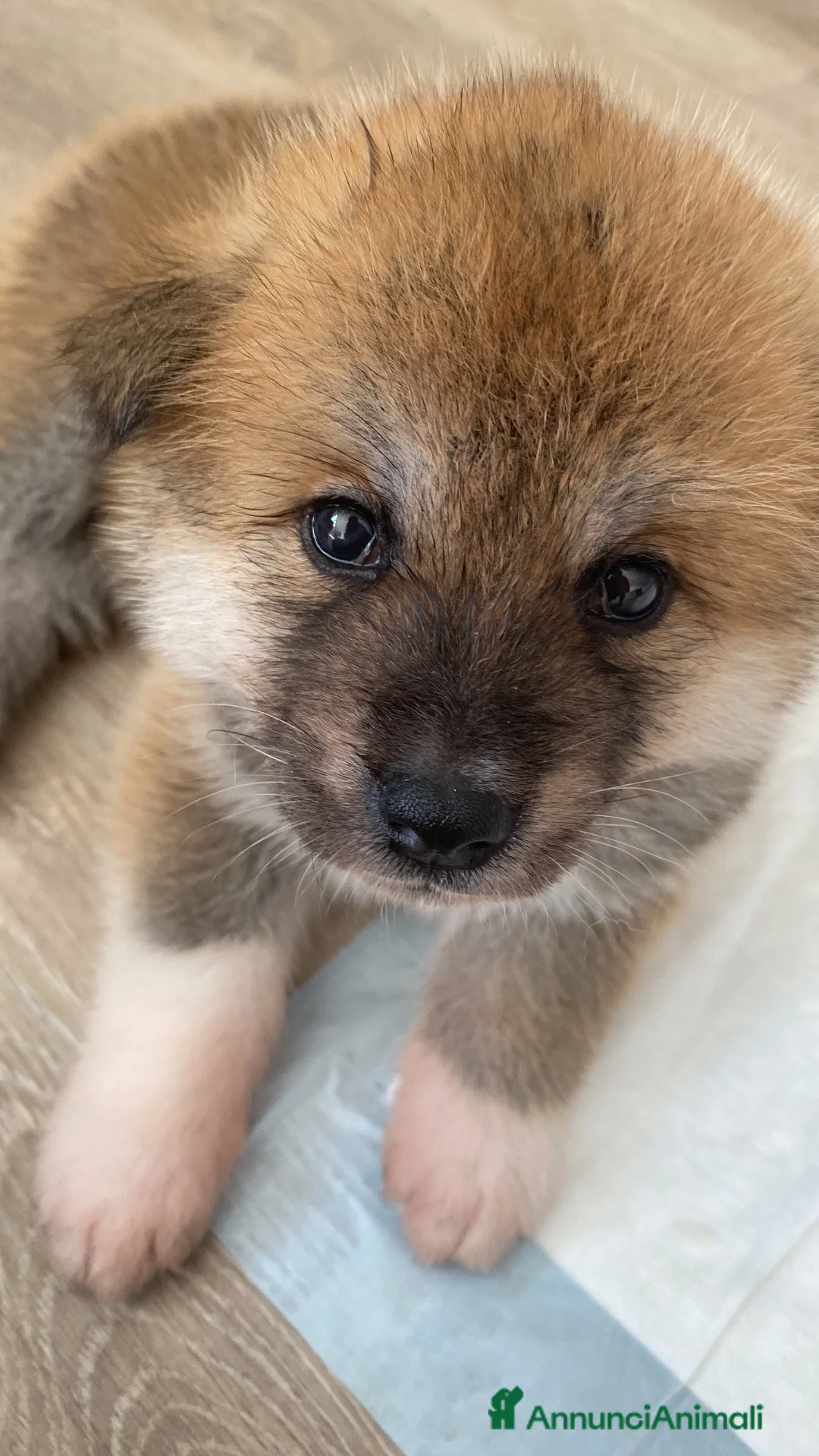 Akita Inu cani in vendita: cucccioli - Annuncio 2