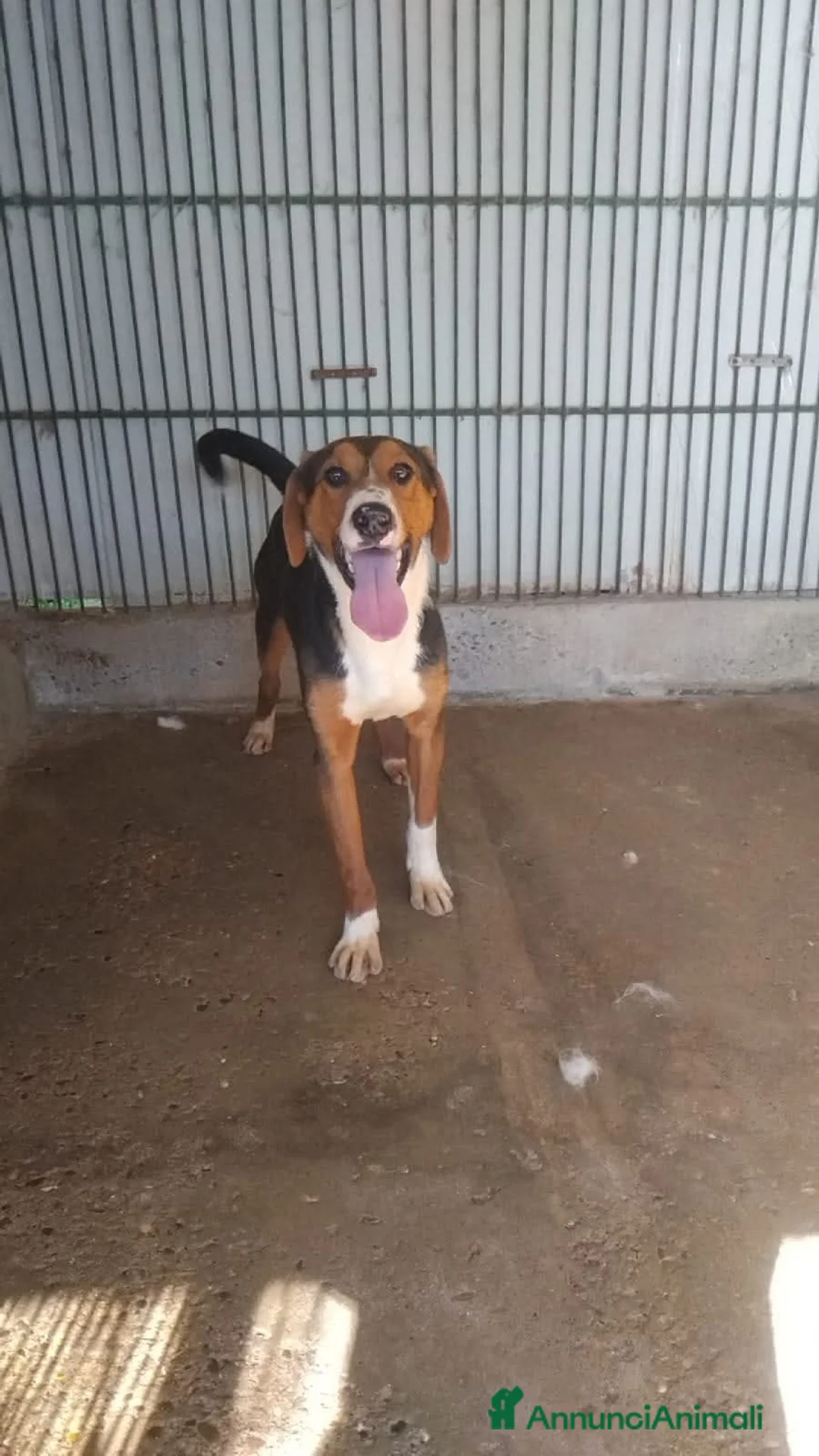 Segugio cani in regalo: Marcello a Provincia di Viterbo - Annuncio 3