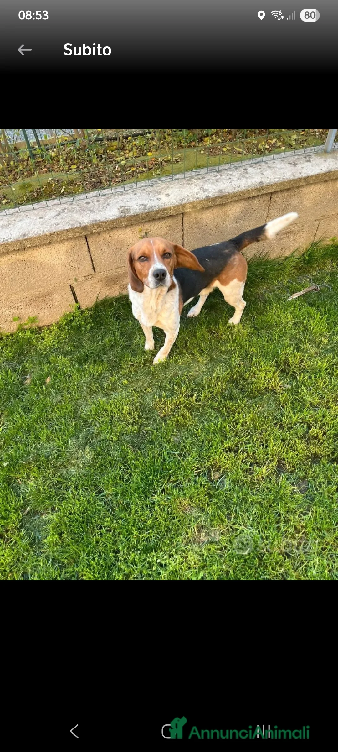 Beagle cani in regalo: BEAGLE IN ADOZIONE  a Provincia di Modena - Annuncio 2