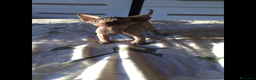 Sphynx gatti in vendita: Cuccioli di sphynx con pedigree  - Annuncio 3