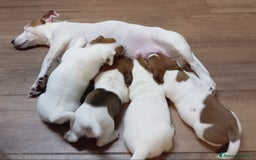 Jack Russell cani in vendita: Jack Russell Terrier maschi a Provincia di Ravenna - Immagine 9