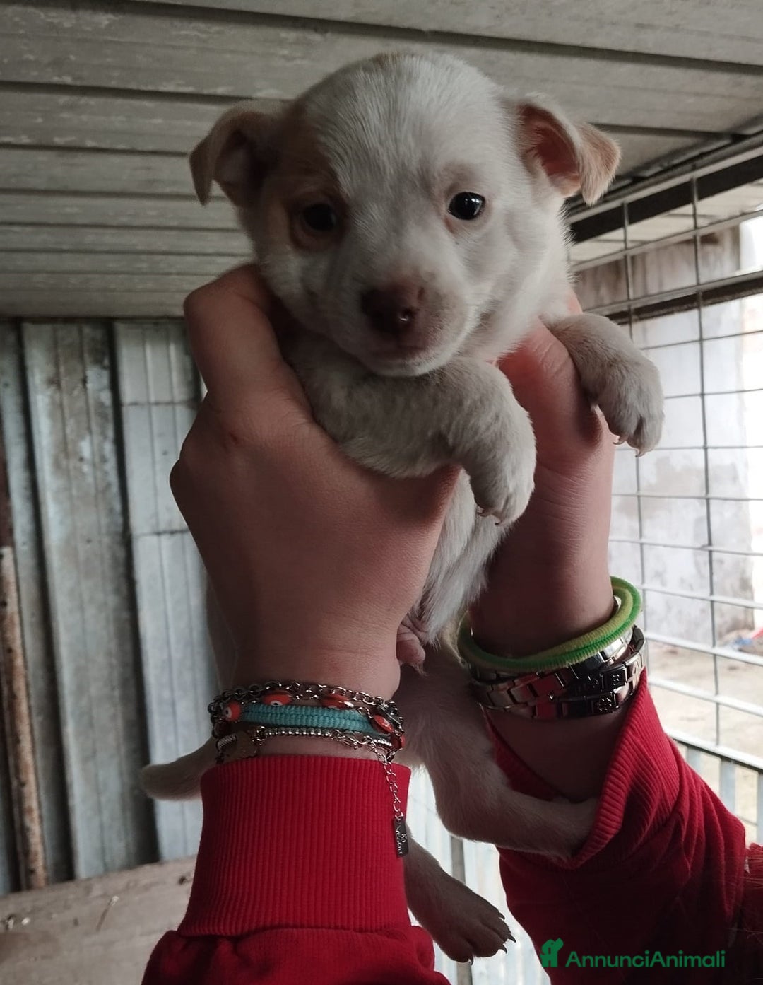 Altre razze cani in regalo: Fiammifero, Pandino, Pollicino, Lucetta dolci cucc a Città metropolitana di Roma Capitale - Annuncio 4