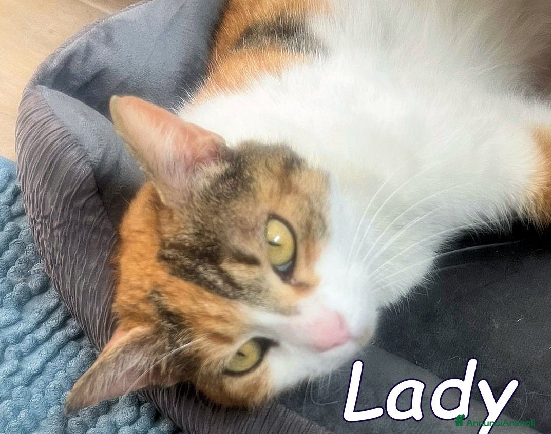 Europeo gatti LADY GATTINA DOLCISSIMA - Annuncio 3