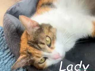 Europeo gatti LADY GATTINA DOLCISSIMA - Annuncio 3