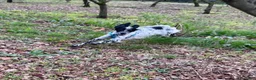 Setter Inglese cani in regalo: PLUTO Setter Inglese di 3 anni - Annuncio 11