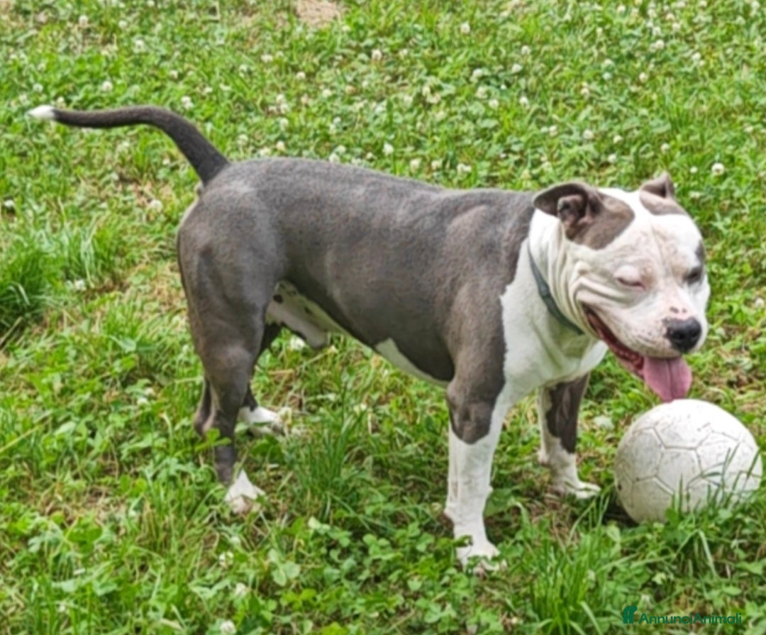 Pitbull cani per accoppiamento: Monta - Annuncio 21