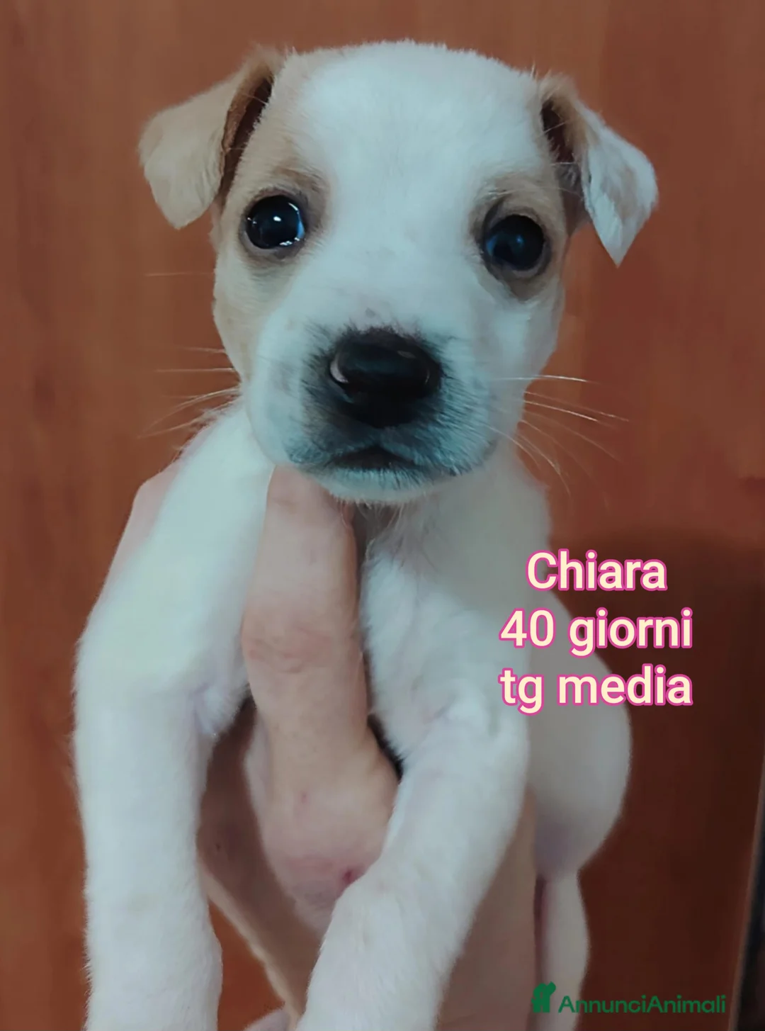 Meticcio cani in regalo: CUCCIOLI SENZA CASA TENERISSIMI  - Annuncio 2