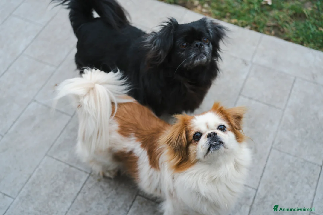 Pechinese cani in regalo: BRAD e ANGELINA, piccoli PECHINESI cercano casa! - Annuncio 1