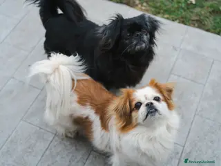 Pechinese cani BRAD e ANGELINA, piccoli PECHINESI cercano casa! - Annuncio 25