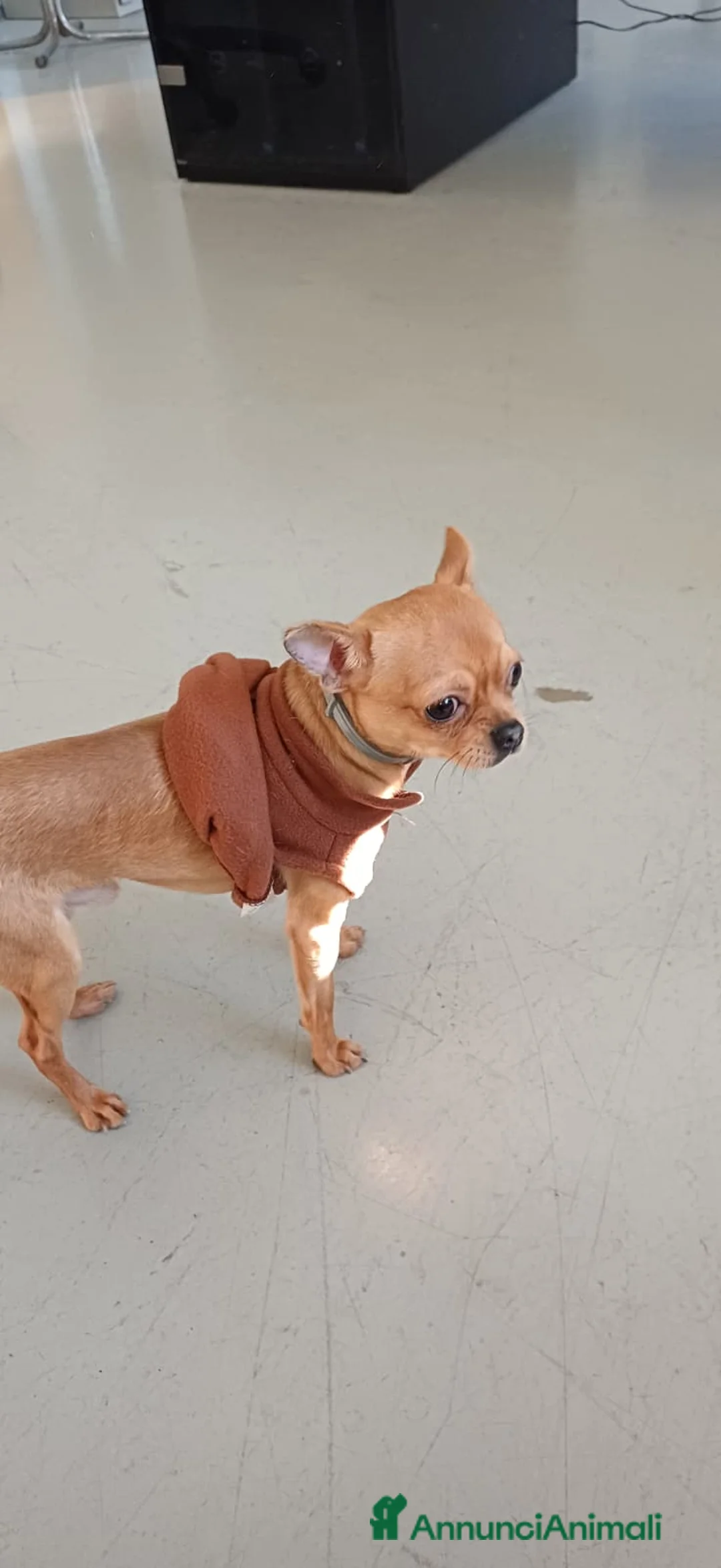 Chihuahua cani in vendita: Chihuahua pelo corto 14 mesi guinzaglio traversina - Annuncio 5