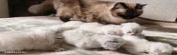 Siberiano gatti in vendita: Cuccioli siberiani  - Annuncio 1