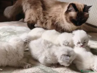 Siberiano gatti Cuccioli siberiani - Annuncio 9