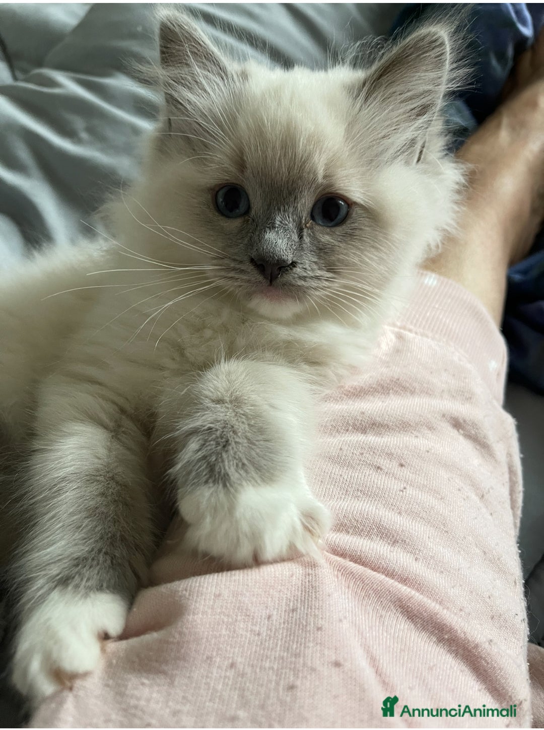 Ragdoll gatti in vendita: Cucciolata blu mitted/tabby - Annuncio 10
