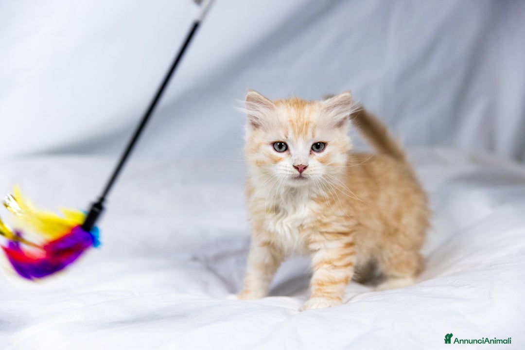 Siberiano gatti in vendita: Cuccioli gatto siberiano subito disponibili - Annuncio 8