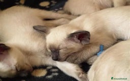 Siamese gatti in regalo: Adozione gattini siamese  a Libero consorzio comunale di Caltanissetta - Immagine 2