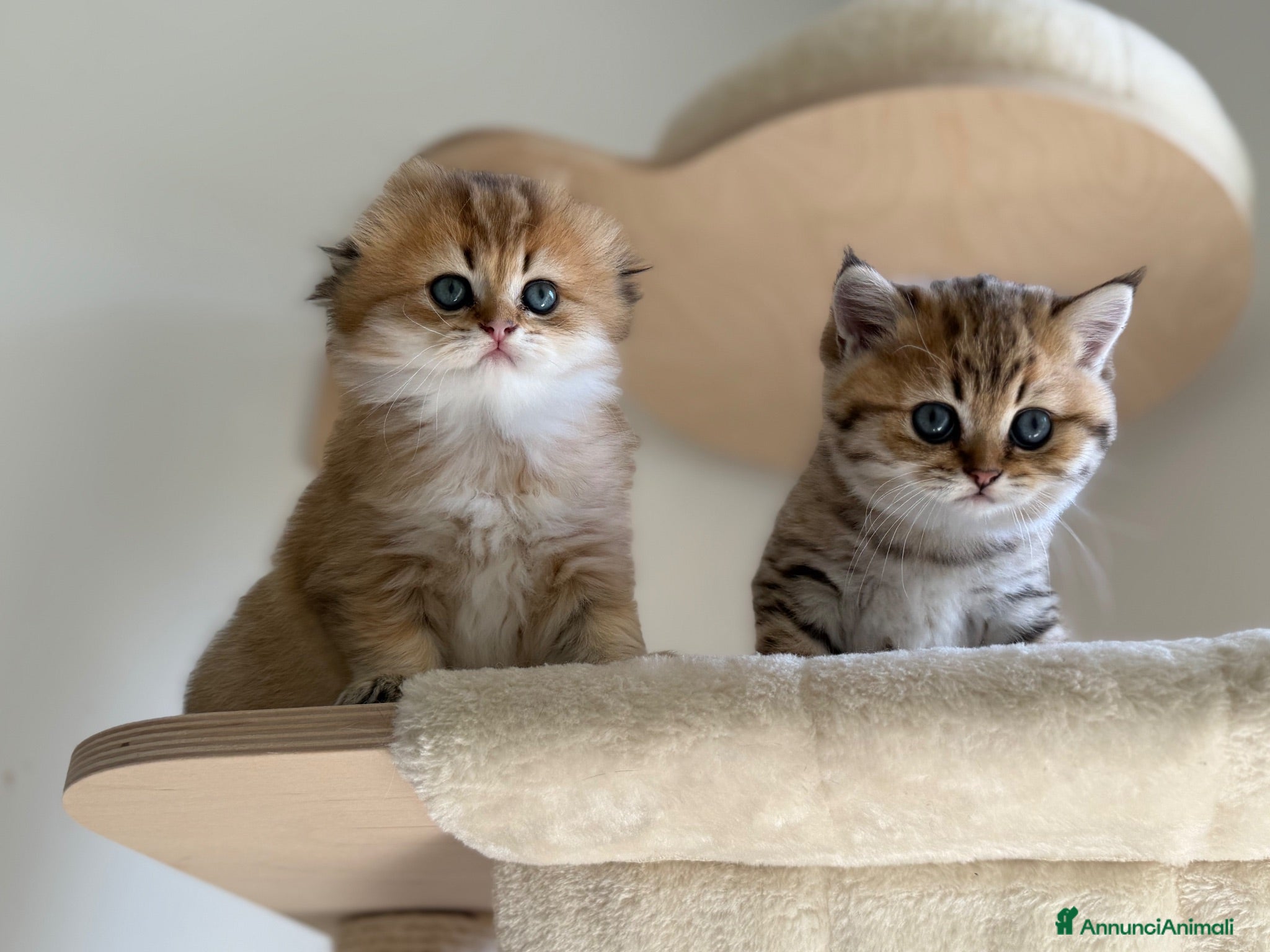 Scottish gatti Scottish fold&straihgt - Annuncio 1
