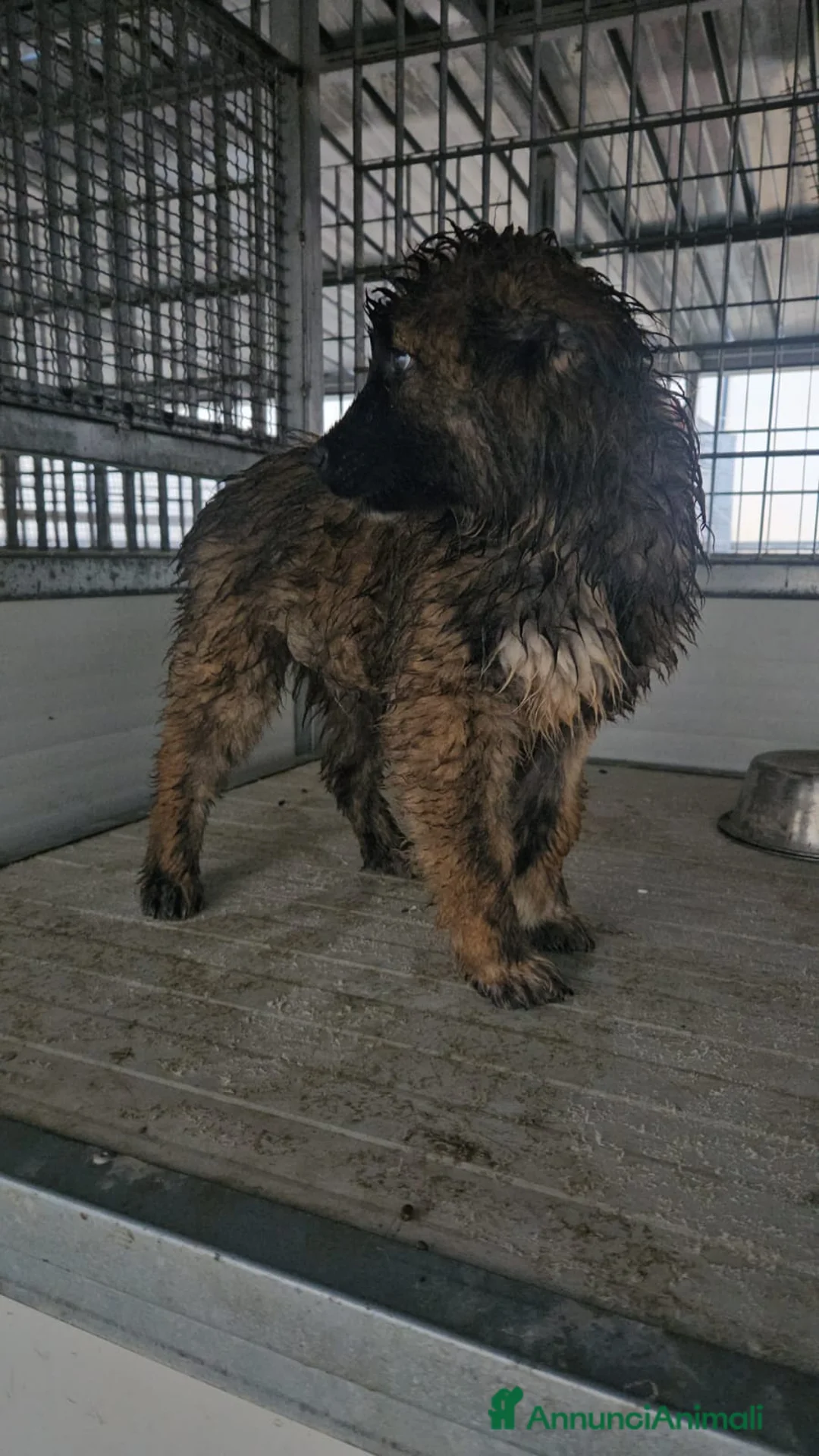 Meticcio cani in regalo: Bobby: 4 mesi taglia grande  - Annuncio 6