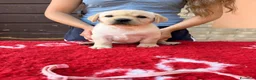 Labrador cani in vendita: Cuccioli di Labrador - Annuncio 5