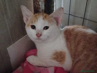 Altre razze gatti LA PICCOLA KANGA - Annuncio 11