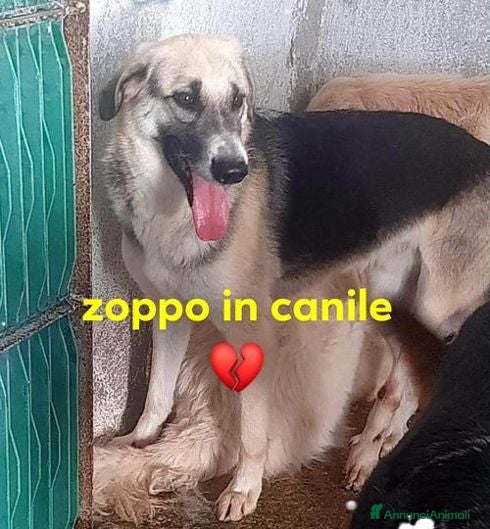 Meticcio cani RAMBO investito e lasciato x strada - Annuncio 4