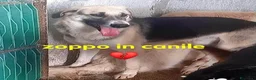 Meticcio cani in regalo: RAMBO investito e lasciato x strada - Annuncio 1