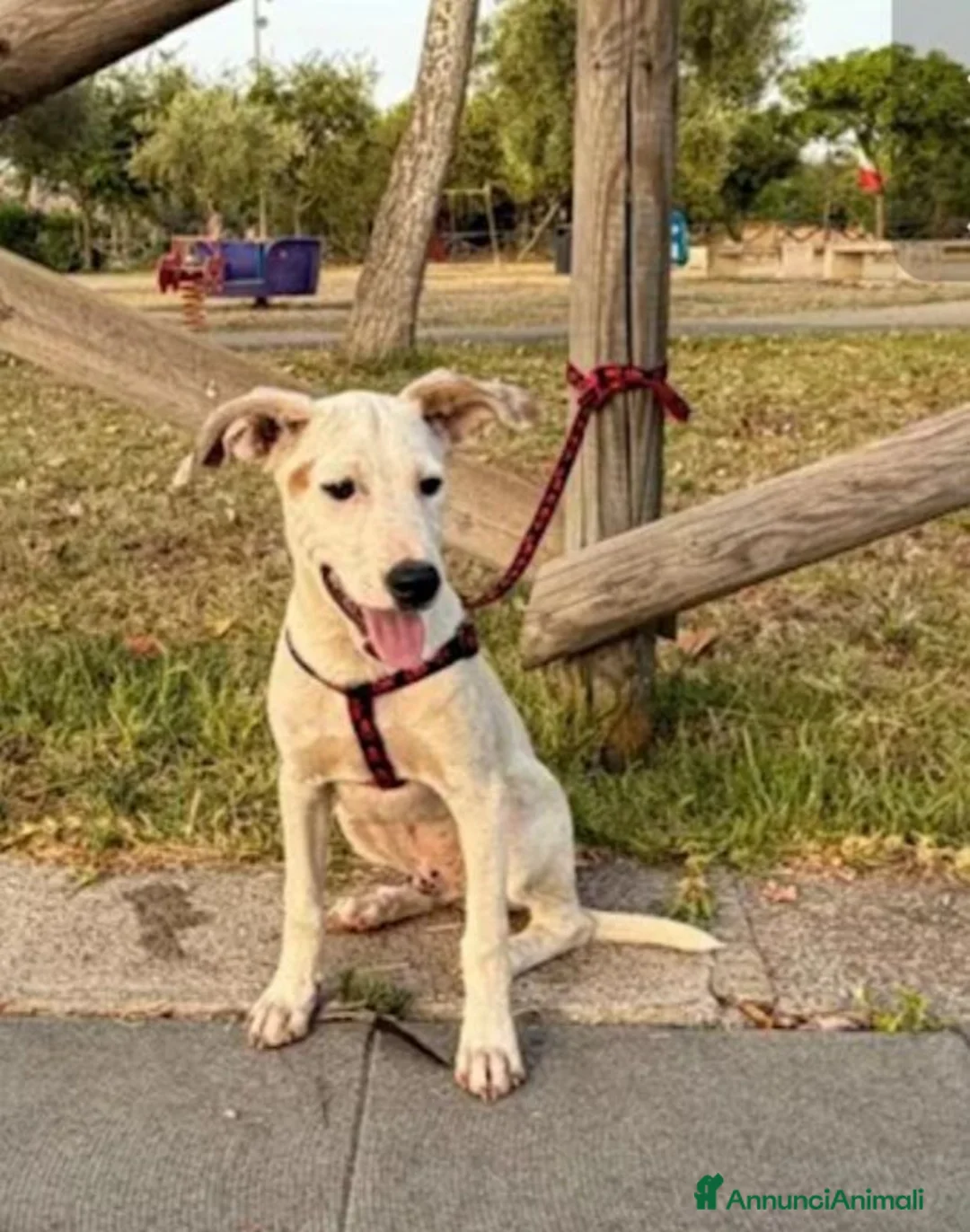 Meticcio cani in regalo: Max sui 5mesi mollato legato 2mesi fa SOS SIRACUSA - Annuncio 2