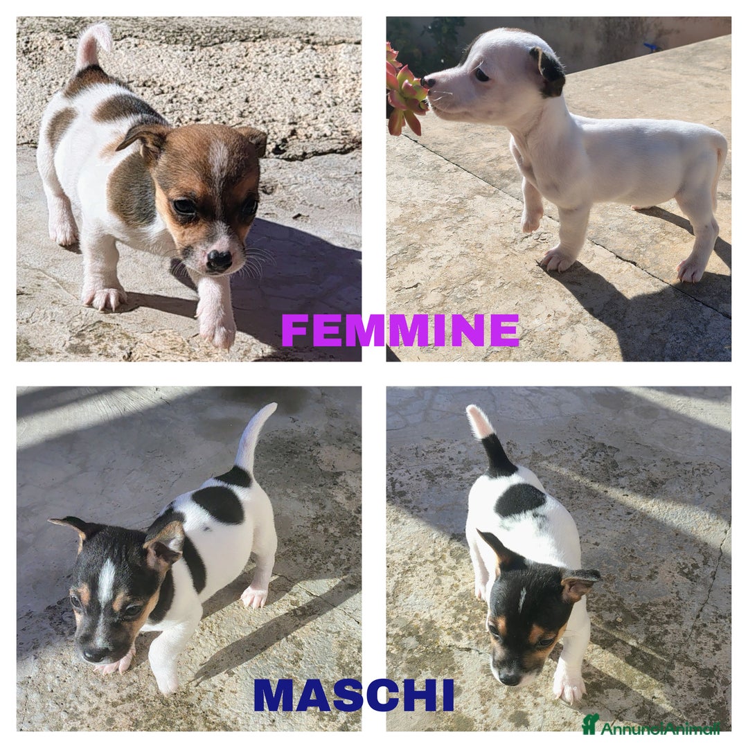 Jack Russell cani in vendita: Cuccioli jack russel  - Annuncio 1