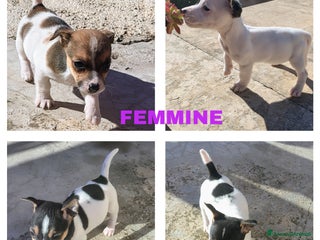 Jack Russell cani Cuccioli jack russel - Annuncio 1