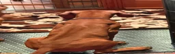 Rhodesian Ridgeback cani in vendita: Cuccioli Rhodesian Ridgeback con Pedigree ENCI - Annuncio 25