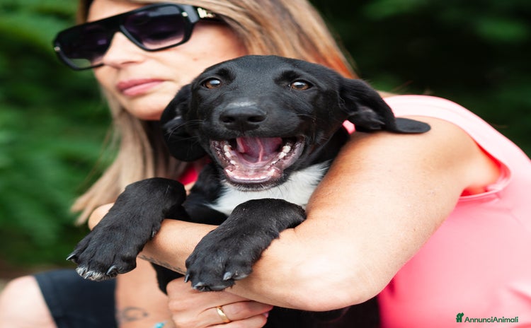 Altre razze cani a Provincia di Bergamo - Annuncio 20