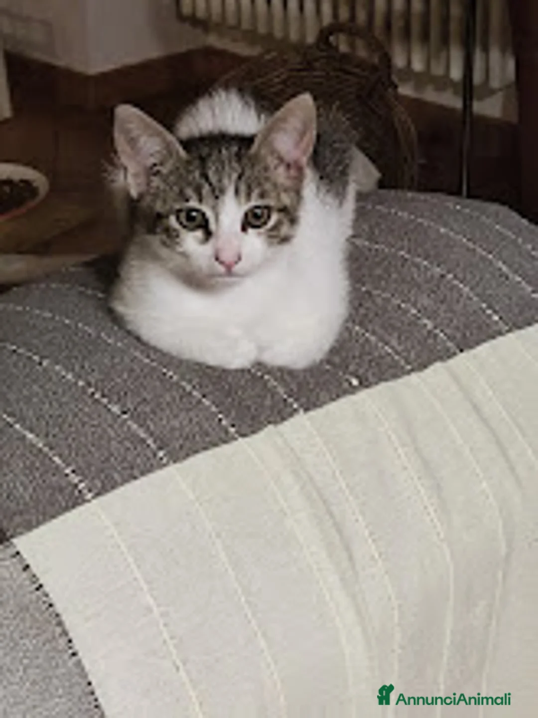 Meticcio gatti in regalo: MICETTA CERCA CASA - Annuncio 7